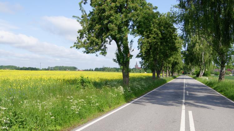 Eine wunderschne Allee bei Lassan am Peenestrom