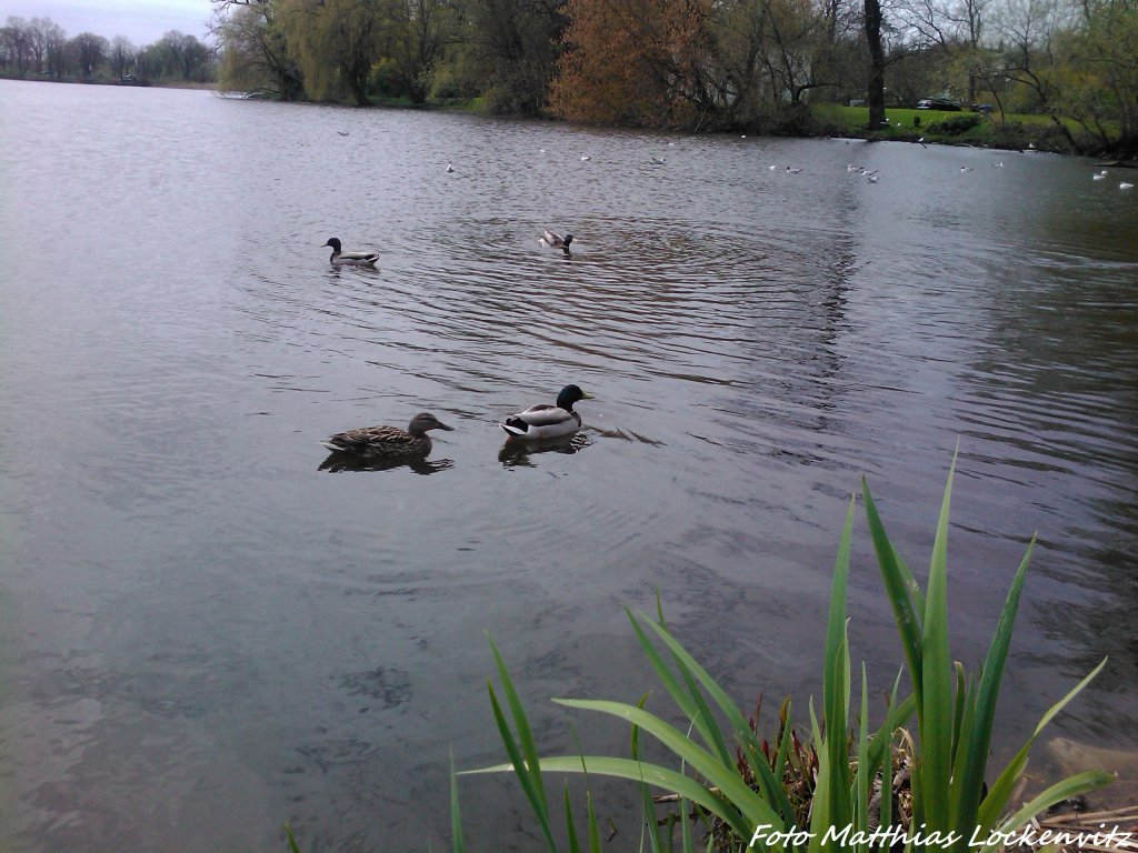 Enten aufm Frankendammteich in Stralsund am 2.5.13