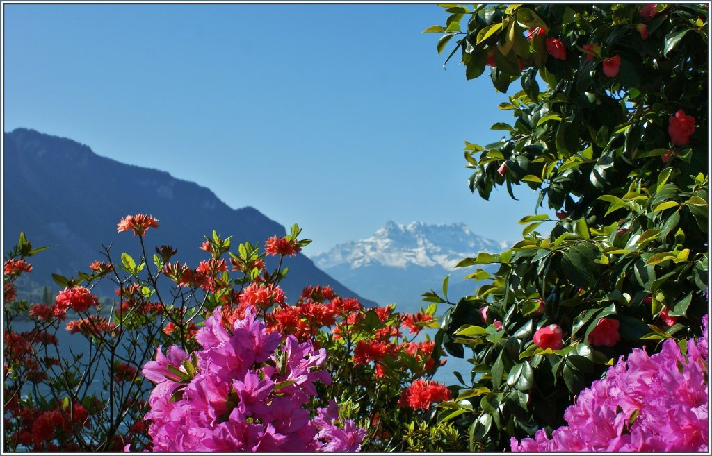 Frhling am Genfersee.
(14.05.2013)