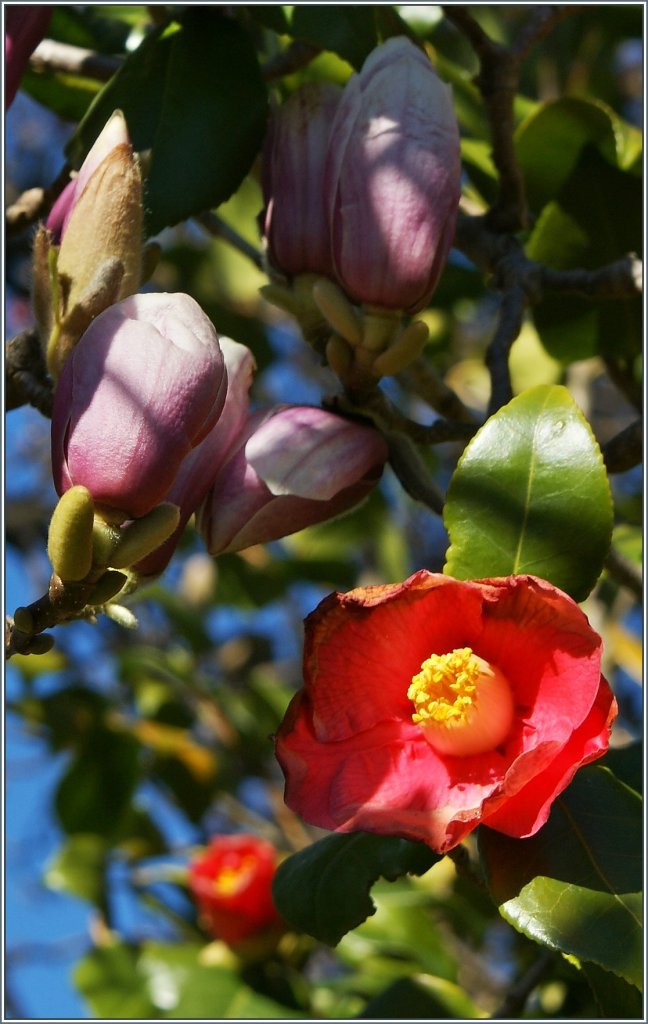 Frhling im Tessin.
(19.03.2013)