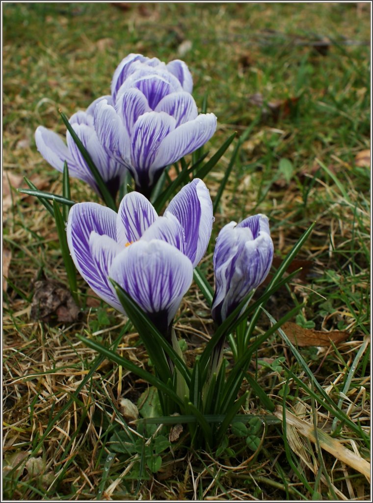 Frhlingsboten der Natur: Krokusse
(20.03.2010)