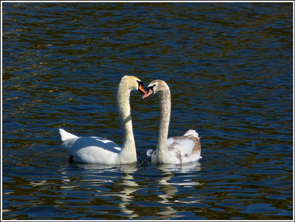 Frhlingsgefhle bei den Schwnen auf der Mosel. 01.04.2012 (Jeanny)