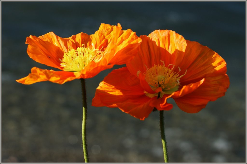 Fr manche Frhlingsblher geht der Frhling schnell wieder vorbei.
(29.03.2011)