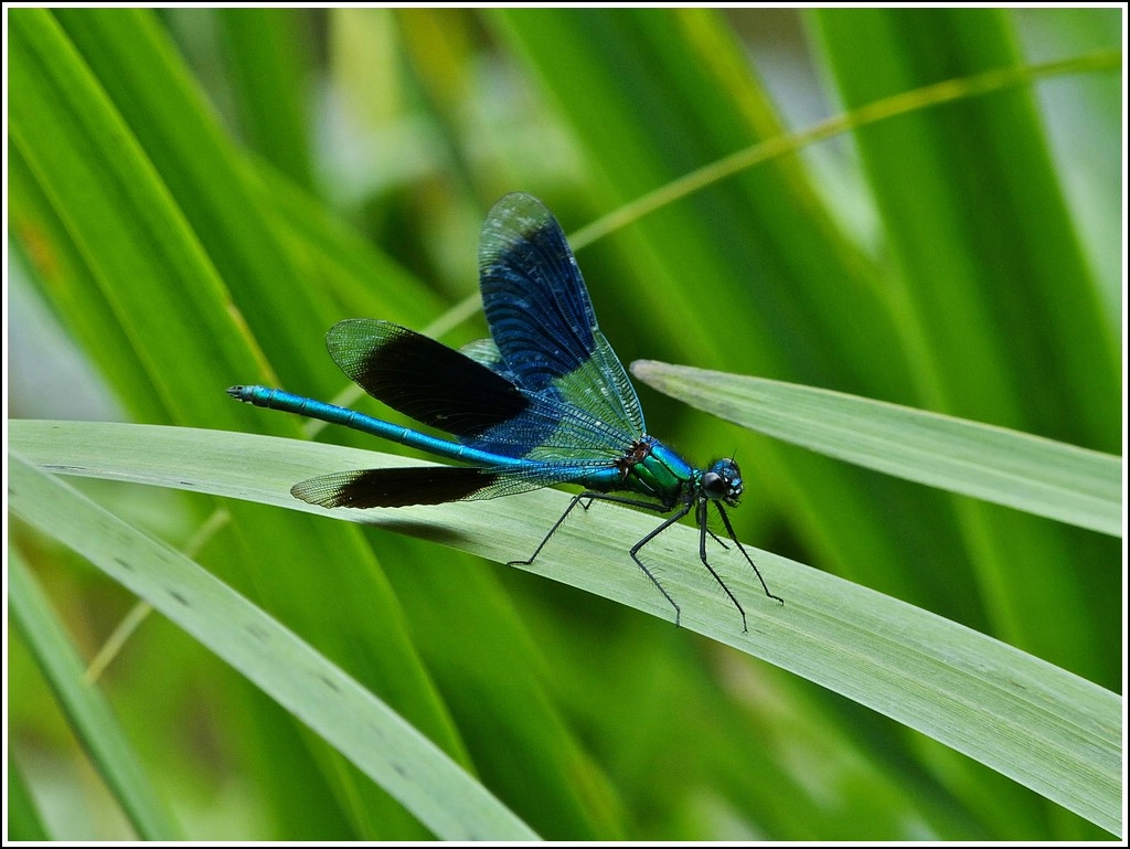 Gebnderte Prachtlibelle (Calopteryx splendens). 31.07.2012 (Jeanny)