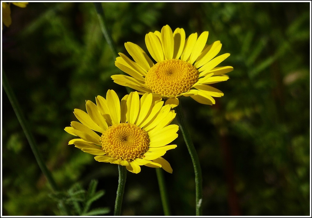 Gelb leuchtende Schnheiten. 03.07.2012 (Jeanny)