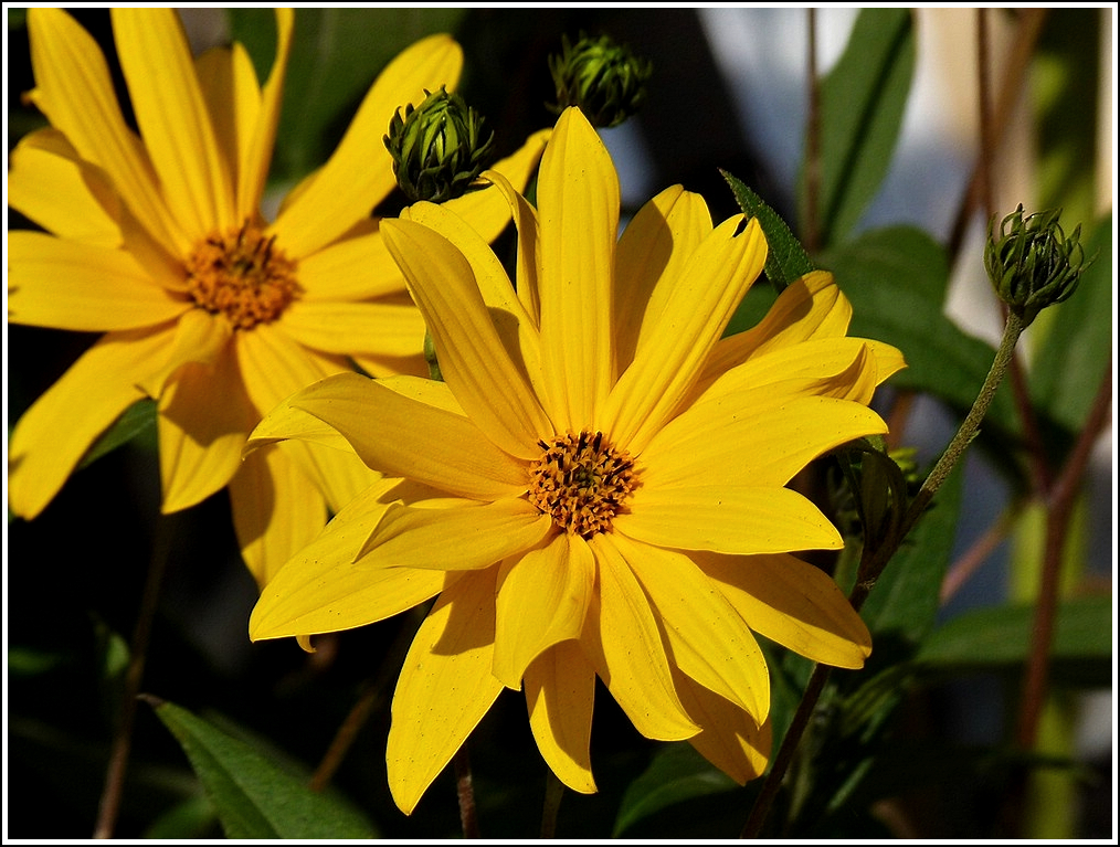 Gelbe Schnheit in Khlungsborn West. 25.09.2011 (Jeanny)