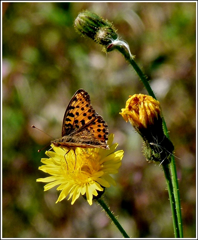 Harmonie der Farben. 21.08.2011 (Jeanny)