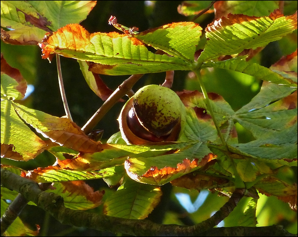 Herbst. 17.09.2012 (Jeanny)