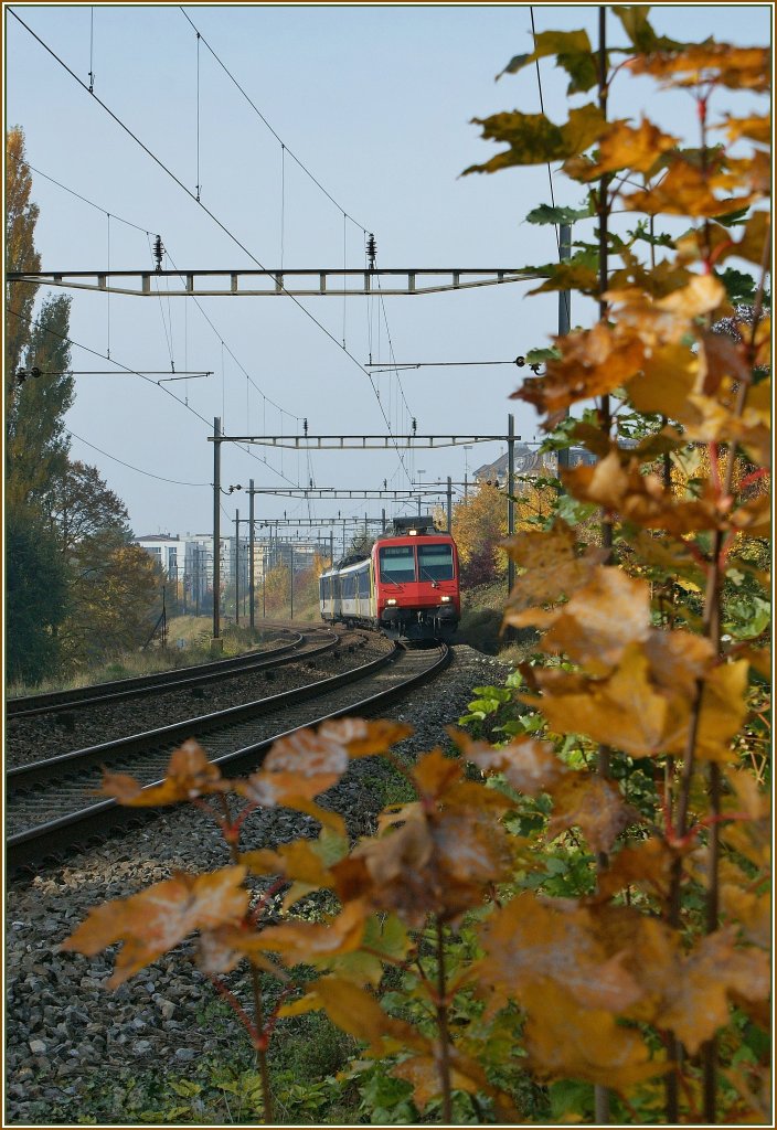 Herbst. NPZ bei Lausanne. 
1. Nov. 2009