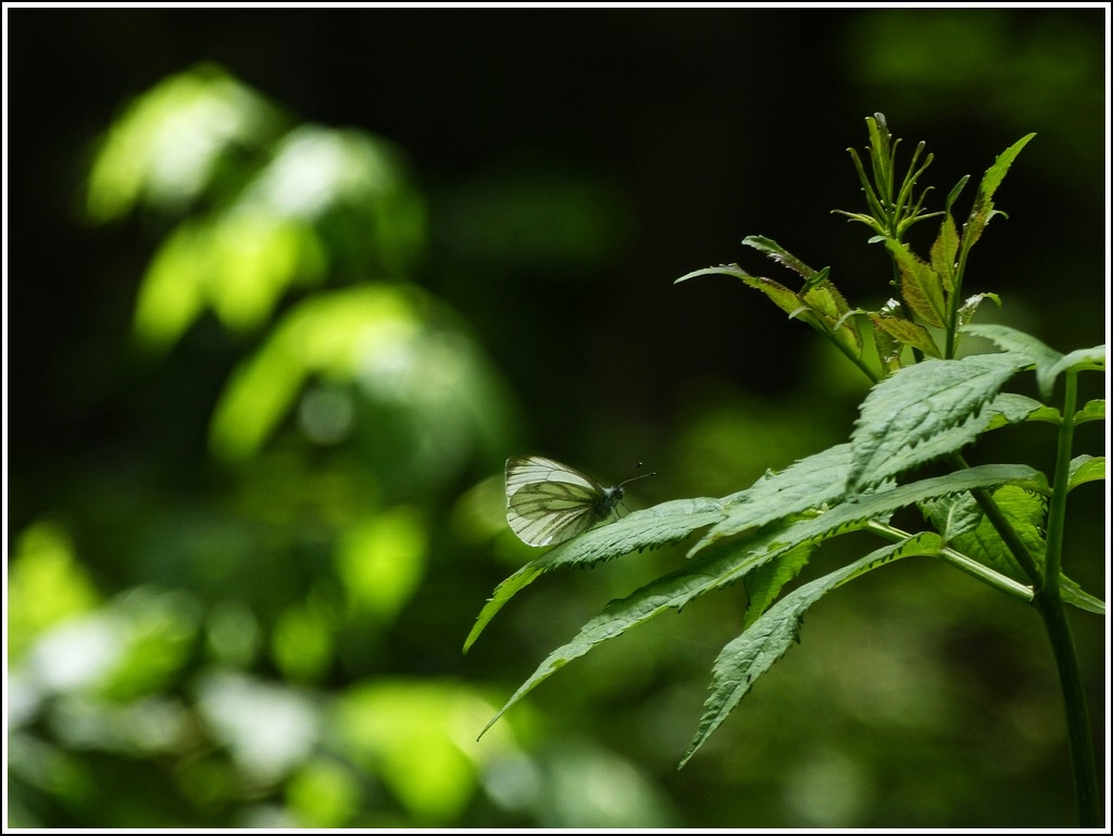 Im Gegenlicht. 21.07.2012 (Hans)