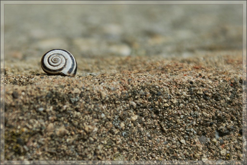 Im Schneckenhaus ist es bei diesen Temperaturen gemtlich warm...
(23.04.2012)
