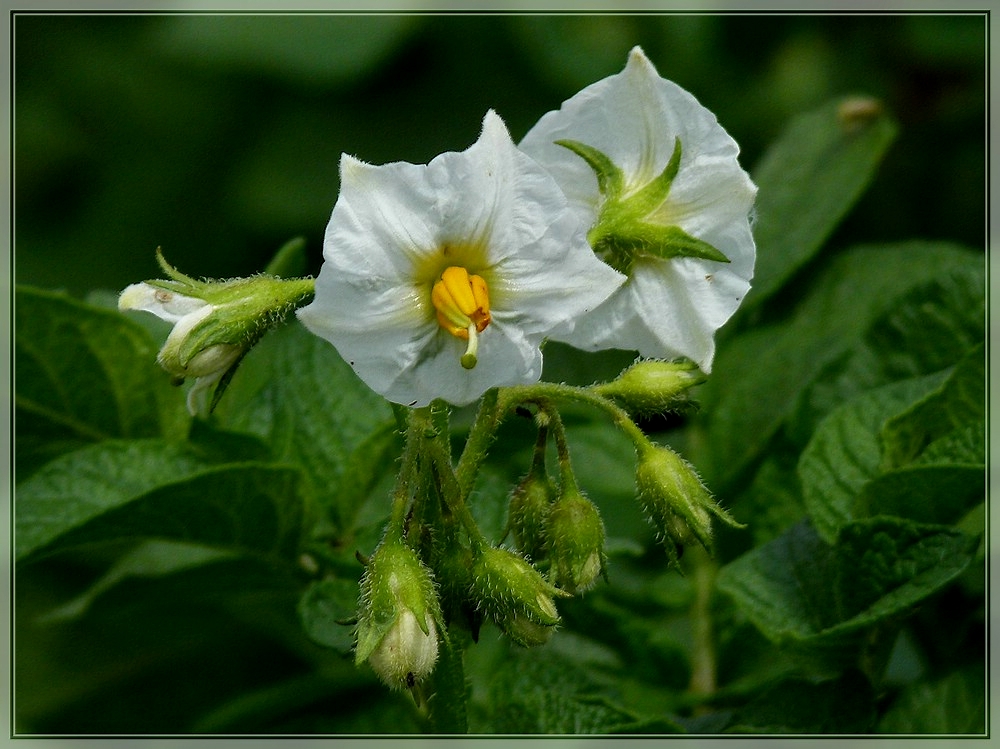 Kartoffelblten. 17.06.2011 (Jeanny)