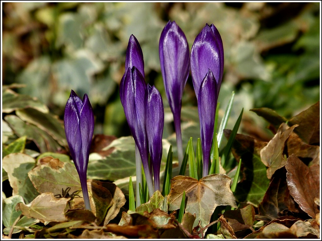 Krokusse am Morgen des 09.03.2012. (Jeanny)