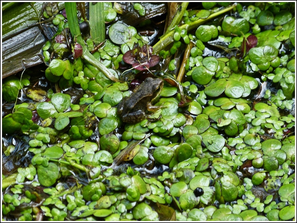 Nicht viel grer als eine Wasserlinse. 07.08.2012 (Jeanny)