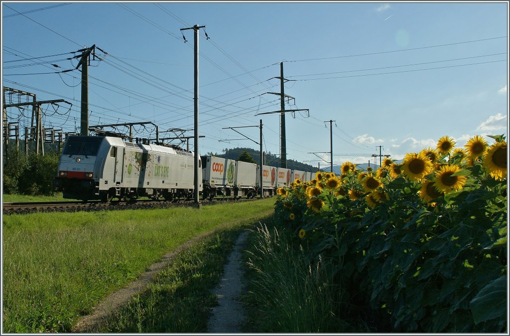 Noch eine 186: die 186 101 mit einem Coop-Zug bei Pieterlen.
31.07.2013