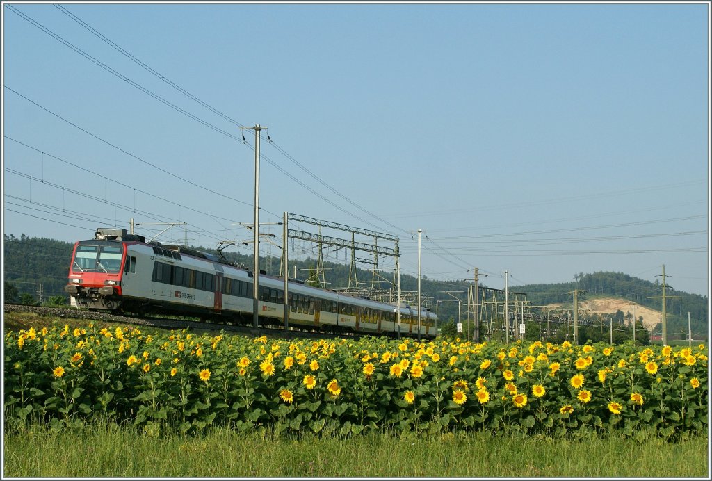 RE nach Delle bei einem Sonnenblumenfeld bei Pieterlen.
23. Juli 2013