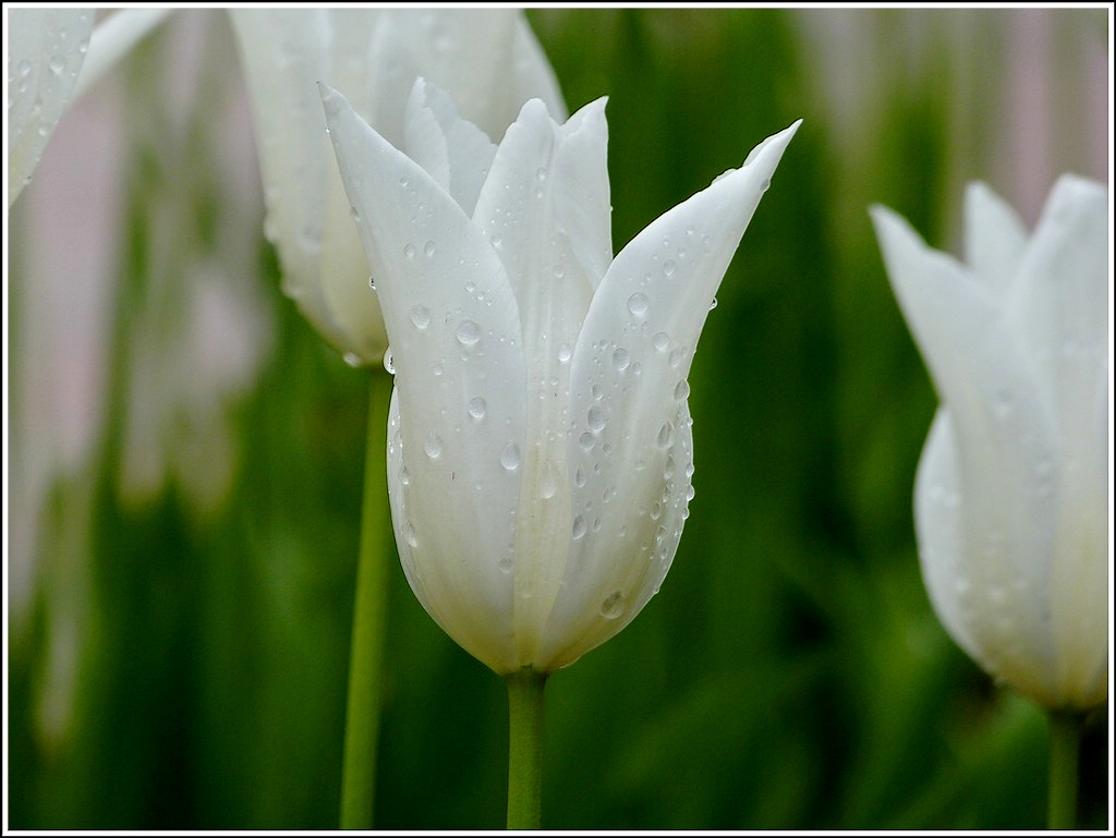 Regen gab's auch in Ostfriesland. 09.05.2012 (Jeanny)