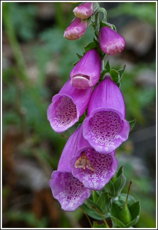 Roter Fingerhut (Digitalis purpurea). 22.07.2012 (Jeanny)