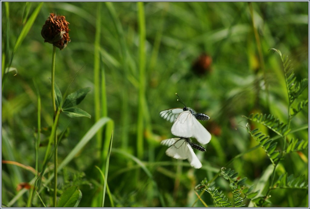 Schmetterlingstanz 
(03.08.2013)