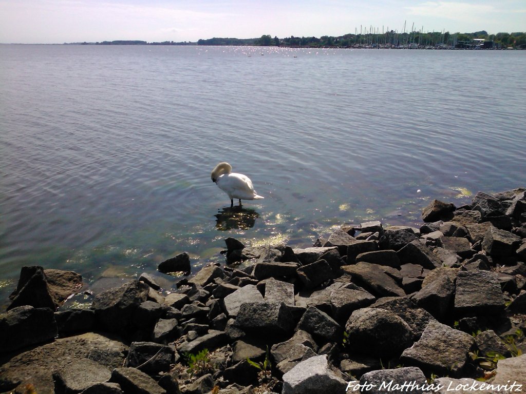 Schwan aufm Stein an der Strandtreppe Badehaus Goor am 19.6.13