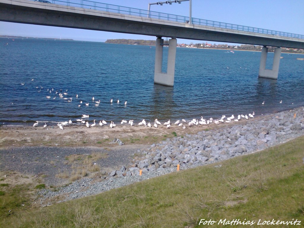 Schwanenhorde zwischen Rgenbrcke und Rgendamm am 2.5.13