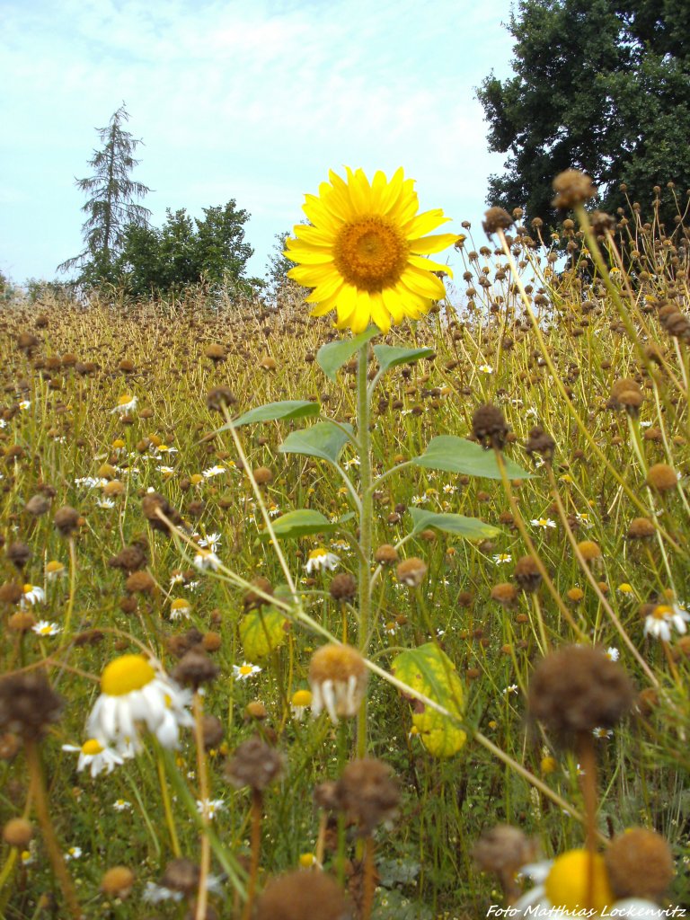 Sonnenblume allein im Hohen Gestrb bei Beuchow am 6.8.13