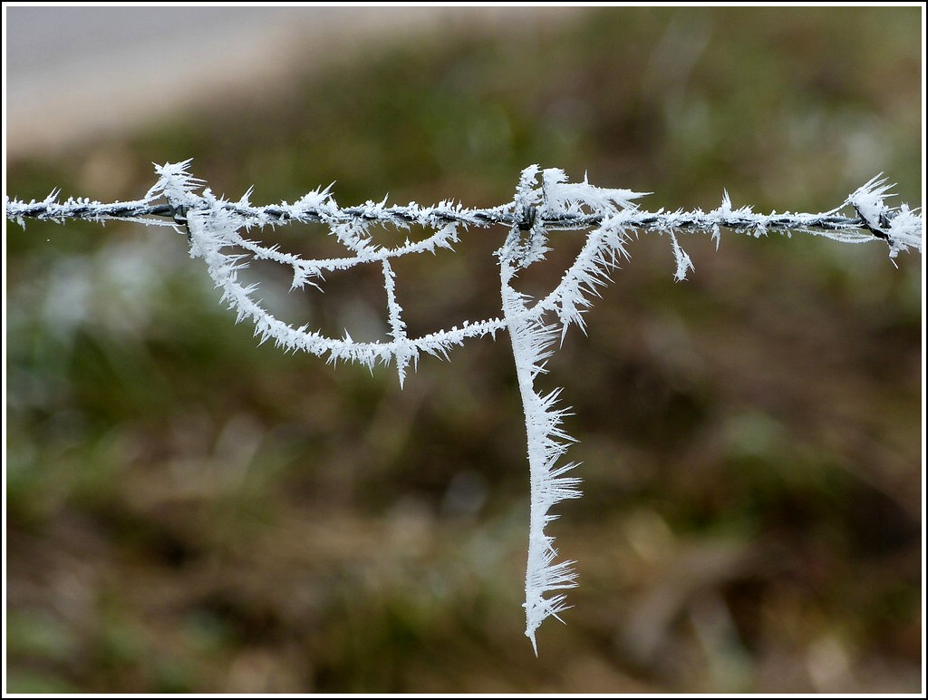 Stacheliger Stacheldraht. 16.11.2011 (Jeanny) 