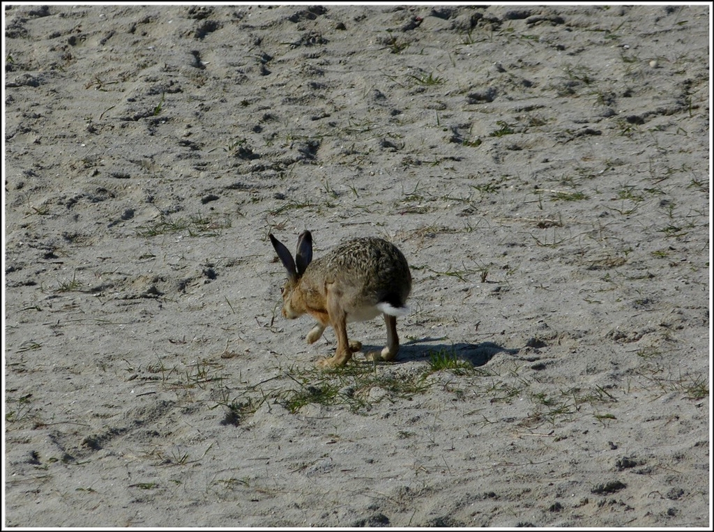 Strandhase. 09.05.2012 (Jeanny)