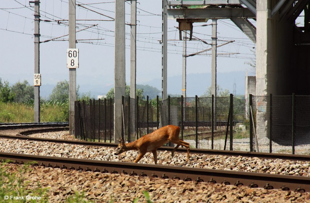 Tierische Begegnung, welche zum Glck fr Vierbeiner und Bahn ungefhrlich ausging: Reh auf den Gleisen der Passauer Bahn, KBS 150 Wien - Passau, fotografiert am Granitwerk Schrding am 05.07.2012 --> Das durch Traktoren aufgescheuchte Reh kam links vom Feld, war durch die Zune auf der anderen Gleisseite sichtlich irritiert und kehrte dann verstrt wieder um. Nur 1 Minute spter brauste hier ein ICE Dortmund - Wien um die Kurve! 