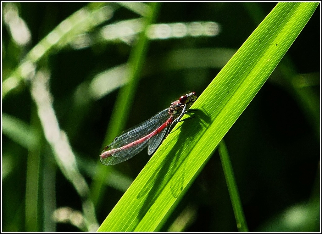 ...und nicht nur die Menschen profitieren davon. [Frhe Adonisjungfer (Pyrrhosoma nymphula)] 25.07.2012 (Jeanny)