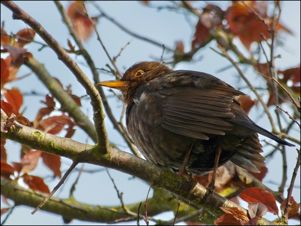 Unser  Wecker  in Norddeich. 09.05.2012 (Jeanny)