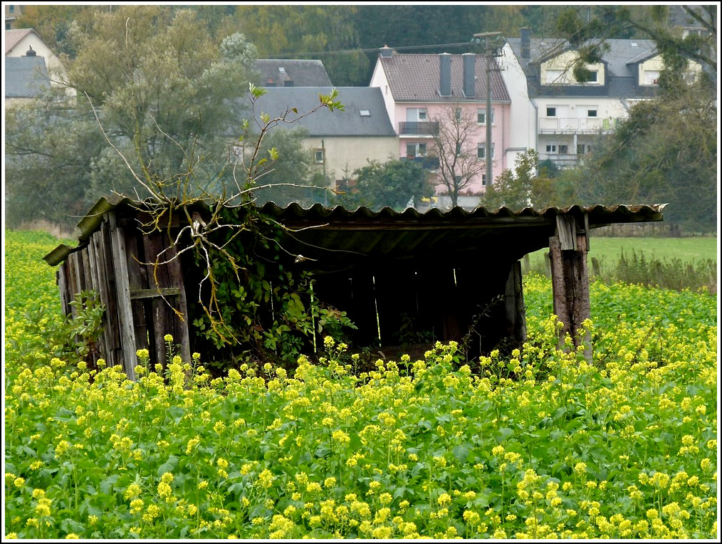 Verborgen im Senffeld. 24.10.2011 (Jeanny)