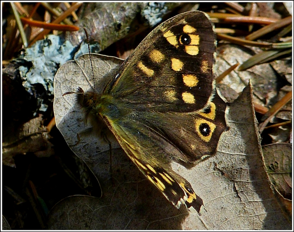 Waldbrettspiel. 29.04.2012 (Jeanny)