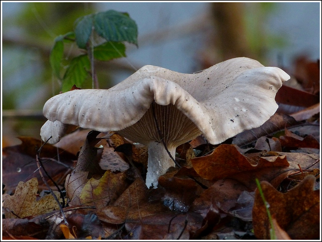 Waldspaziergang. 30.11.2011 (Jeanny)