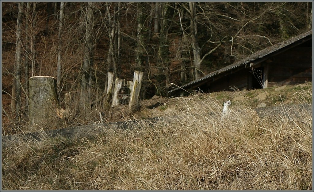  Was machen die Bahnfotografen, wenn kein Zug kommt...?  lautete vor ein paar Bilder die Frage. Da man doch auf dem Boden der Tatsachen bleiben mchte, aber weder eine  Jeanny  noch einen  Hans  fotografieren kann, sucht man nach kleinen Alternativen...
PS: Leider  konnte ich das kleine, mir unbekannte Tier nicht fragen, ob es mit der Verffentlichung des Bildes einverstanden ist.
Bei Neyruz, den 12. Mrz 2012