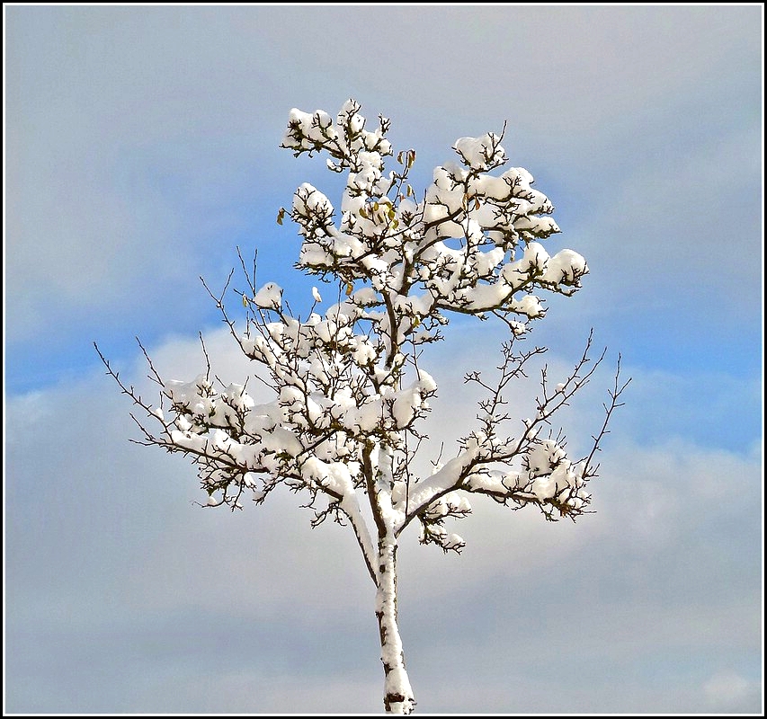 Winter in Erpeldange. 18.12.2010 (Jeanny)