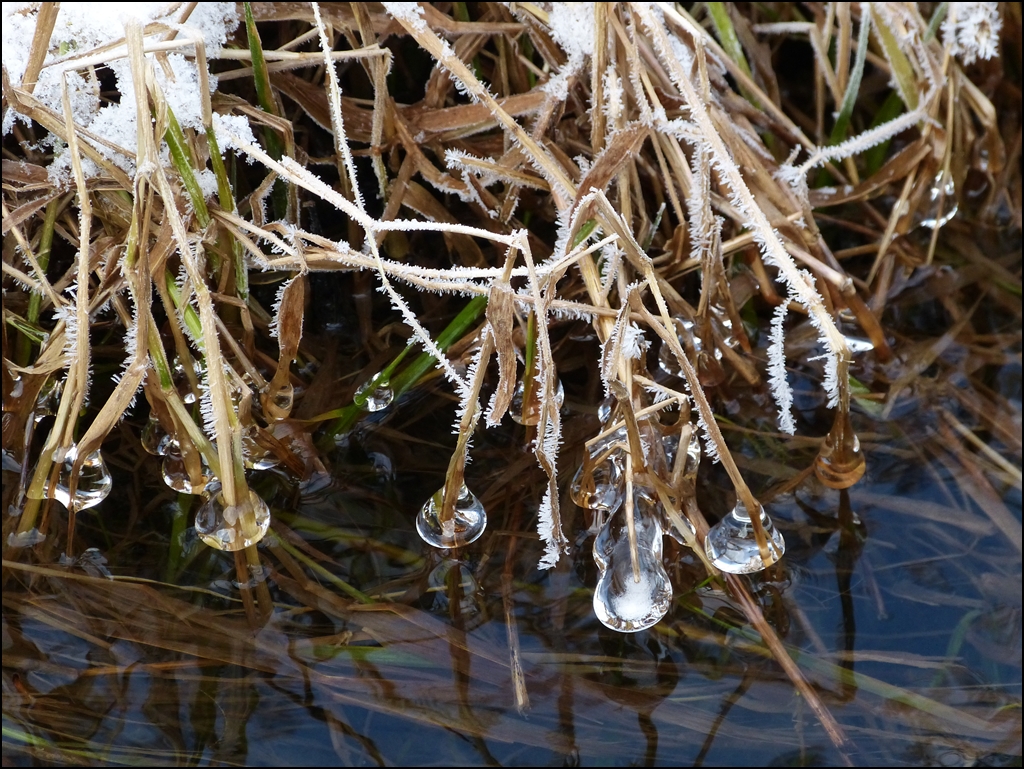 Winterimpression. 14.01.2013 (Jeanny)