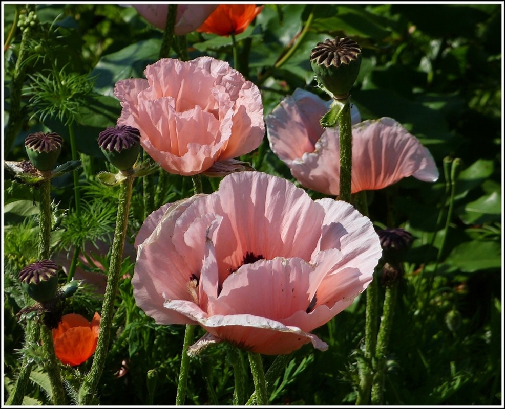 Zarte Farben. Chexbres, 28.05.2012 (Jeanny)