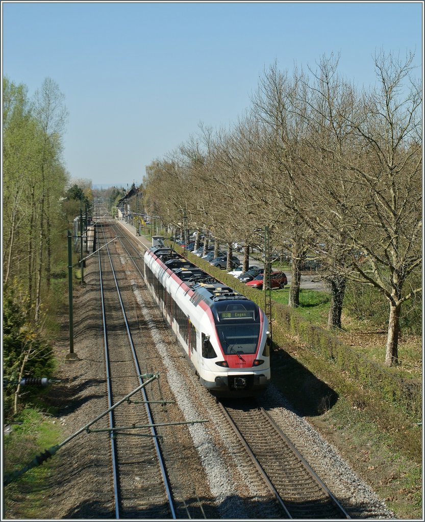 Zwei Seehas Flirt nach Engen bei Allensbach. 
7. April 2011