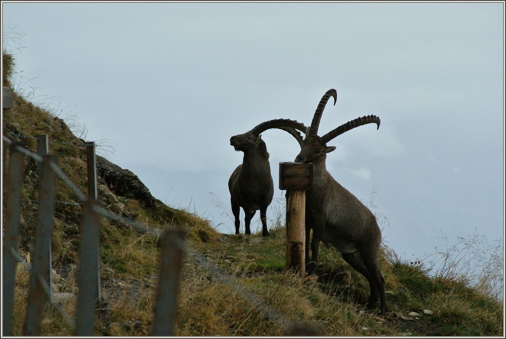 Zwei Steinbcke sorgten auf dem Brienzer Rothorn bei allen Besuchern fr Aufregung und wurden schnell mit der Kamera festgehalten.
(29.09.2012)