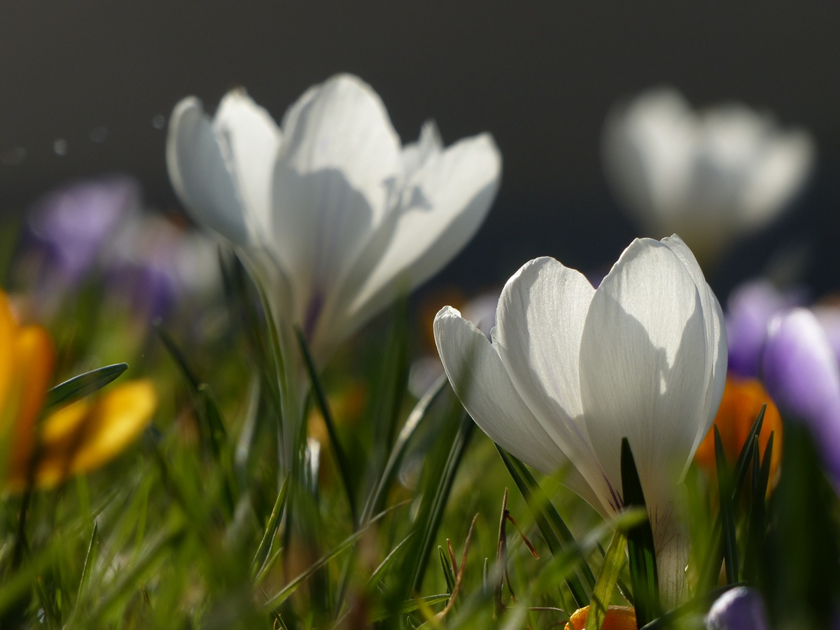 . Abendstimmung. 24.03.2018 (Jeanny)