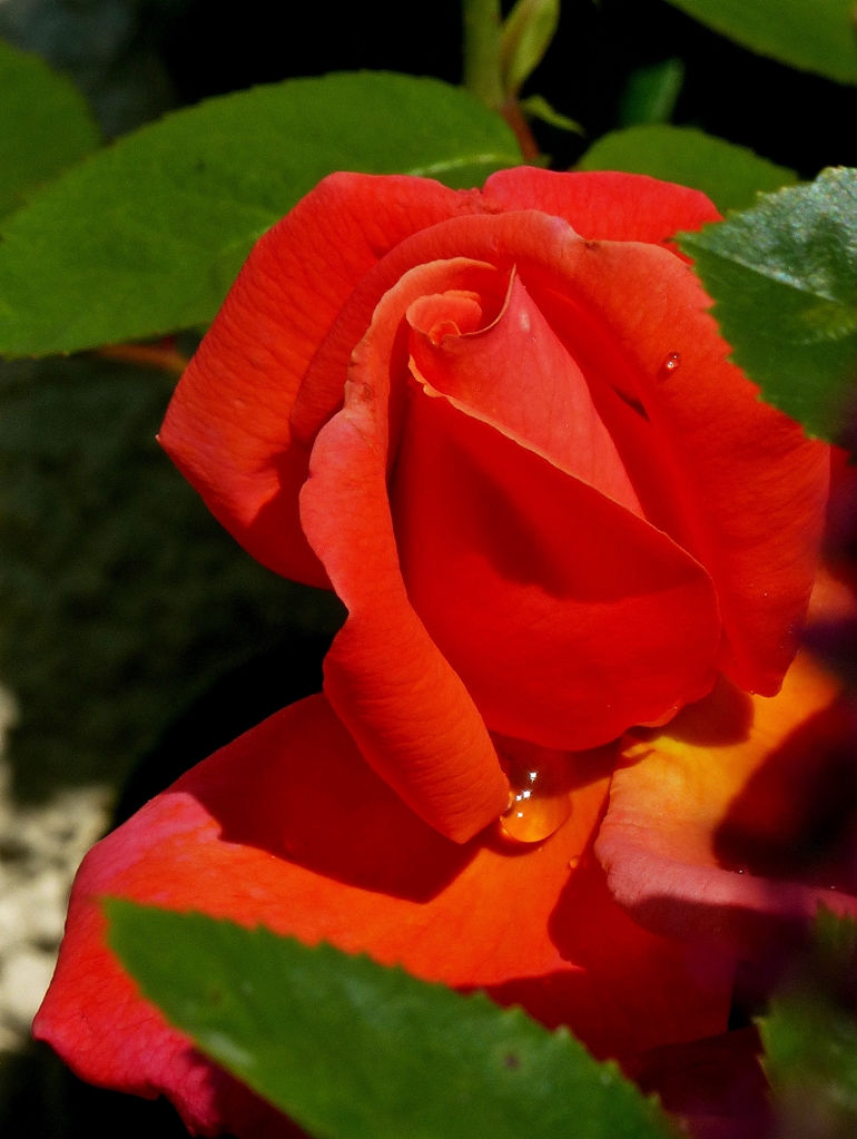 . Auf Regen folgt Sonnenschein. 25.07.2014 (Jeanny)