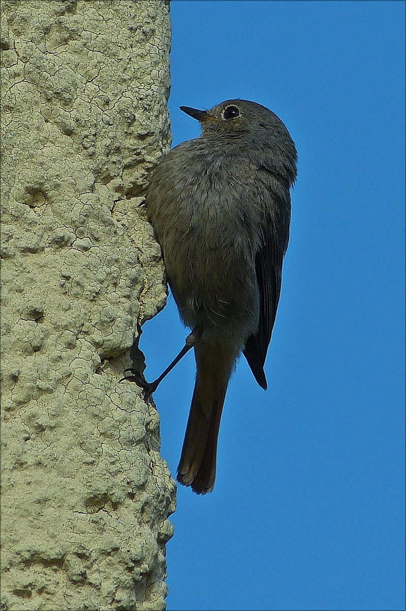 . Bei Gartenarbeiten hat dieser Hausrotschwanz mich genauestens im Auge, weil er seine Brut im Dachgeschoss ber der Garage beschtzt.  21.05.2018 (Hans)