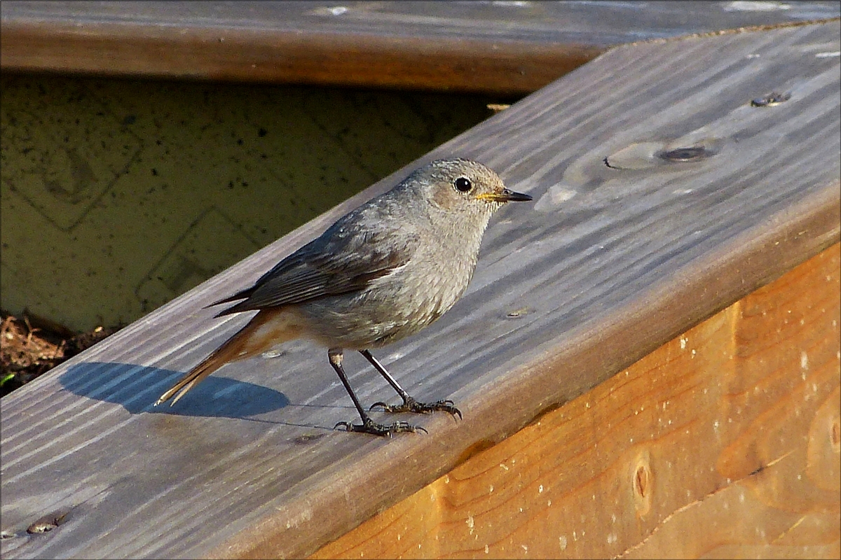 . Bei Gartenarbeiten hat dieser Hausrotschwanz mich genauestens im Auge, weil er seine Brut im Dachgeschoss ber der Garage beschtzt, im Normalfall bleiben sie nicht so brav und ruhig sitzen, wenn man diese Vgel fotografieren will.   21.05.2018 (Hans)