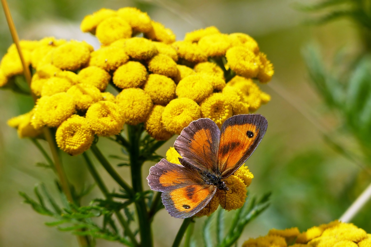 . Das Rotbraune Ochsenauge (Pyronia tithonus) beim Nektarnaschen. 15.07.2014 (Jeanny)