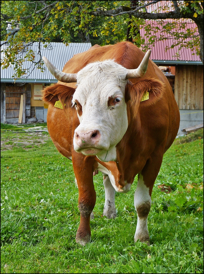 . Der Frust steht ihr ins Gesicht geschrieben. Planalp, 27.09.2013 (Jeanny)