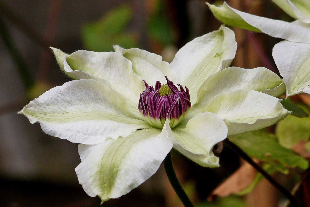 . Der Regen als Segen fr die Pflanzen. 09.05.2014 (Jeanny)