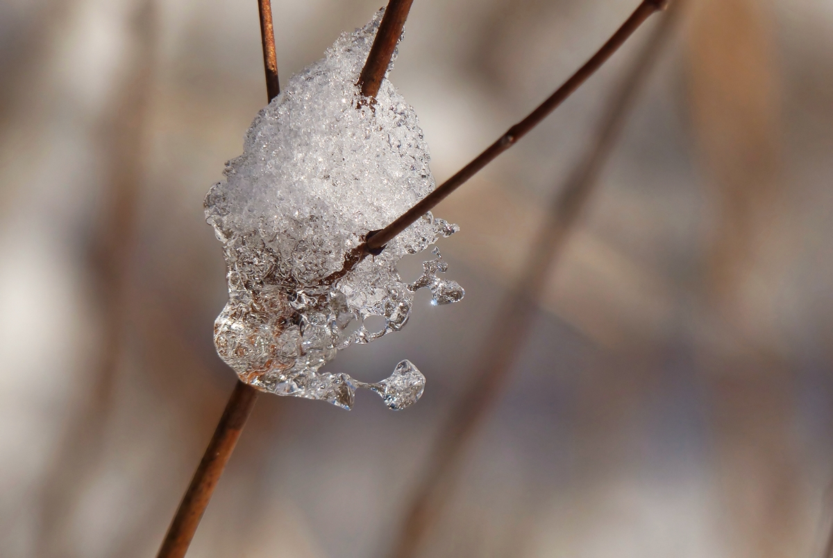 . Der Winter hat sich mal wieder als Knstler bettigt - Mit diesem filigranen Eiskunstwerk wnchen wir Euch allen einen guten Rutsch und ein erfolgreiches Neues Jahr. Auf dass alle Eure Wnsche in Erfllung gehen. Hans und Jeanny