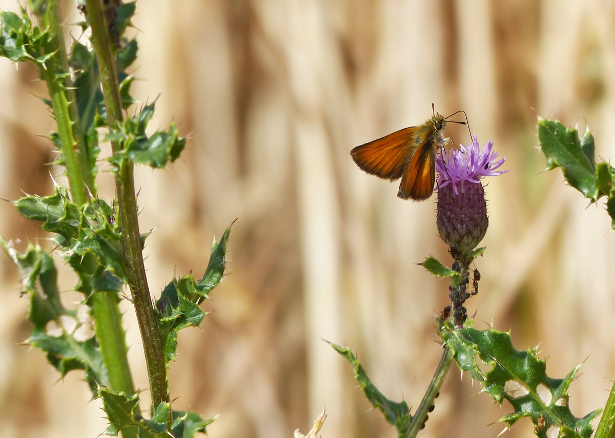 . Die Distel hat viele Untermieter, der schnste allerdings ist der Ockergelbe Braun-Dickkopffalter. 12.07.2015 (Jeanny)