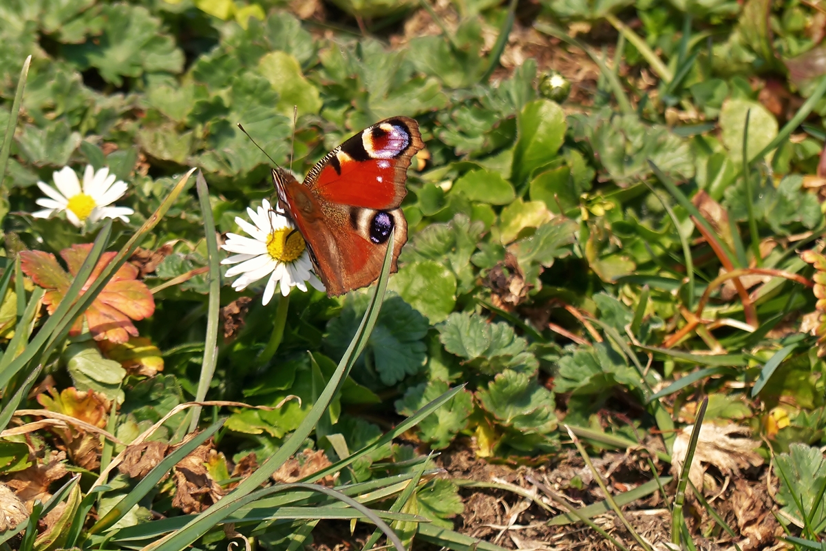 . Die ersten Gnseblmchen und ein Tagpfauenauge. 18.03.2015 (Jeanny)